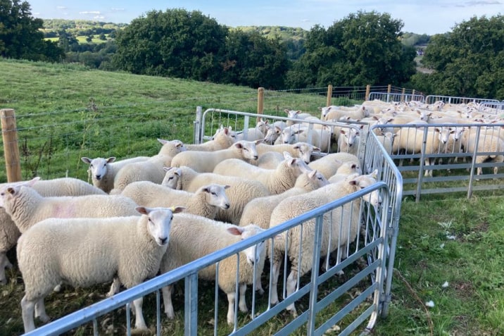 Fletcher's Flock Sheep