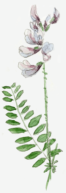 vetch watercolour